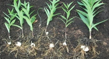 Proč musím lilie přesadit na jiné místo a kdy je lepší to udělat